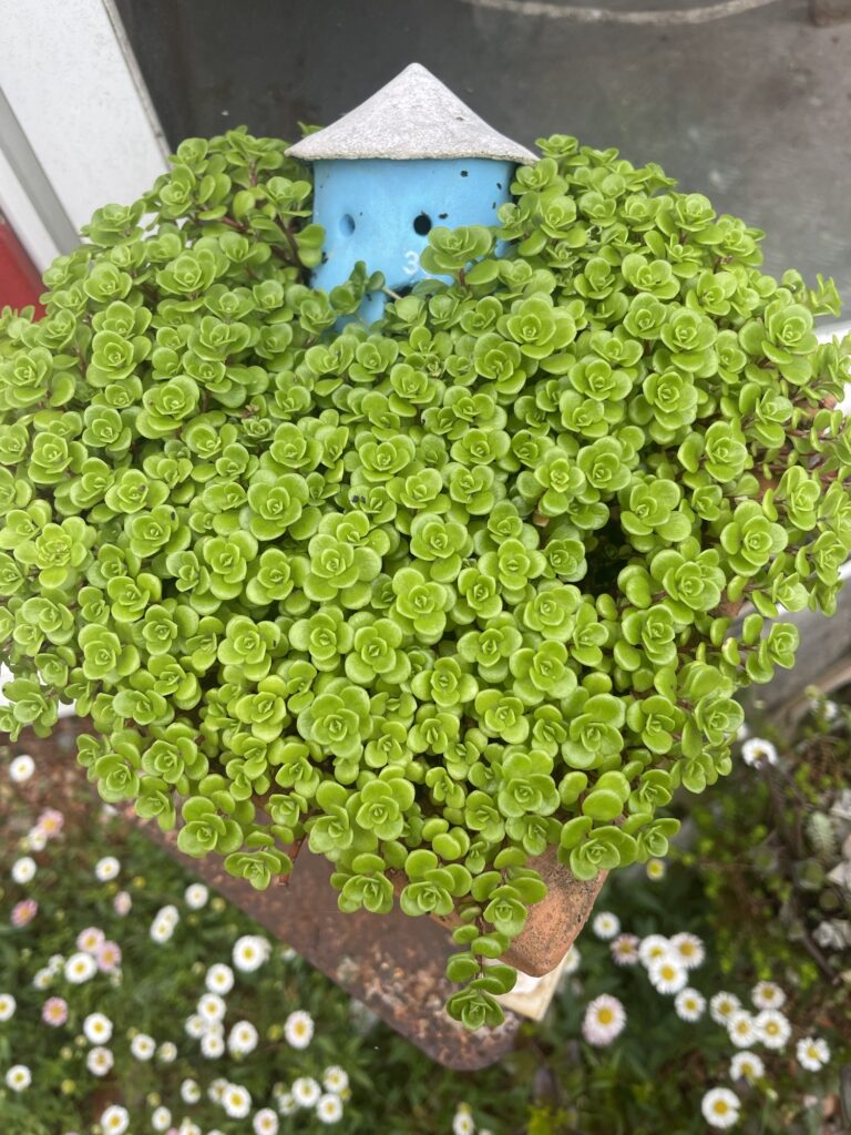 ザッパ村のお庭